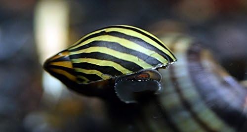 Živjeti u svijetu slatkovodni akvarij riba - (6) Puž Zebra Нерит - 6 komada Puževa Zebra Нерит - ispunite svoj akvarij za ribe!