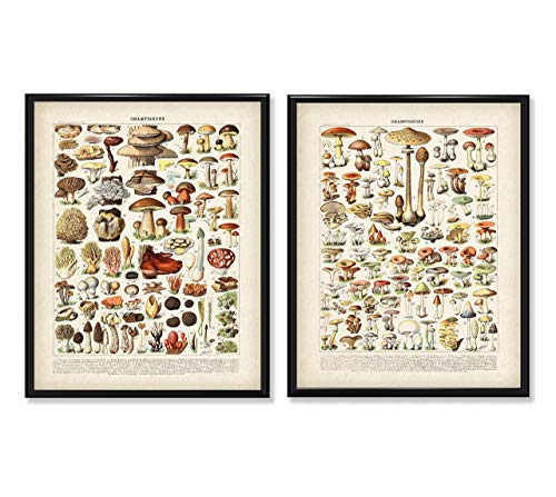 Berba Francuski Gljive - Set od dva - 11x14 Bez okvira Ukras za plakate s botaničkim umjetnosti - Savršen Dekor Kuhinja i koliba i Odličan Poklon za Manje od 20 dolara