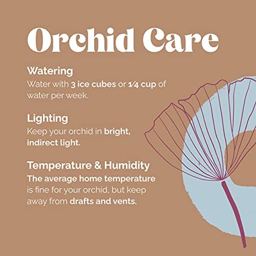 Shop biljaka i cvijeća Orhideja Duo – Jednostavan za njegu Žive biljke, Promjer 10 cm, Bijele boje, u kontejner