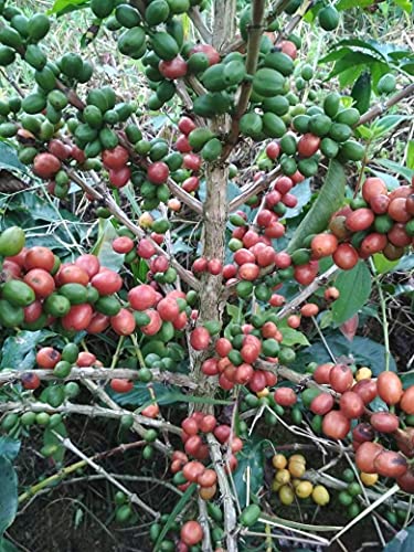 Kava Dead Farmers, Premium Neprženo Kolumbijske Kave, Mikro-Stranka Posebne Kava, Jedan Podrijetla, Direktna