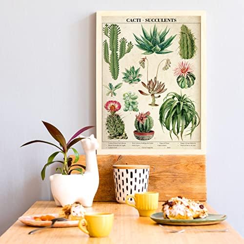 4 kom. Plakata s kaktusa i суккулентами, Starinski plakat s кактусом, Zidni umjetničke grafike, Plakati s суккулентами,