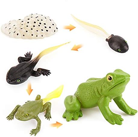 Figurice životnog ciklusa Žabe Ljiljana Set od 5 Umjetnih Plastičnih Punoglavce Žabe za Žabe Model Nastavnih