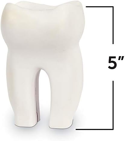 Nastavna sredstva Model presjeka Zuba