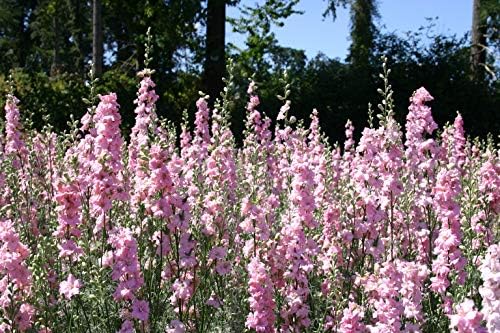 Raketa Svijetlo roza (Delphinium ajacis) 100 mg Sjemena za sadnju, Slatka Raketa, Raketa Dame, Антирринум маджус,