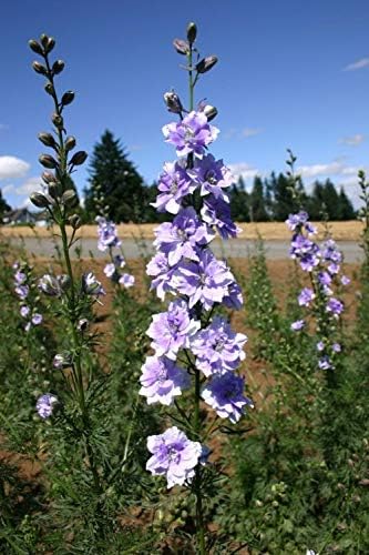 Raketa Svijetlo Plava (Delphinium ajacis) Grančica, Plavo-Ljubičasto cvijeće, 100 mg Sjemena za sadnju, Ne Sadrži